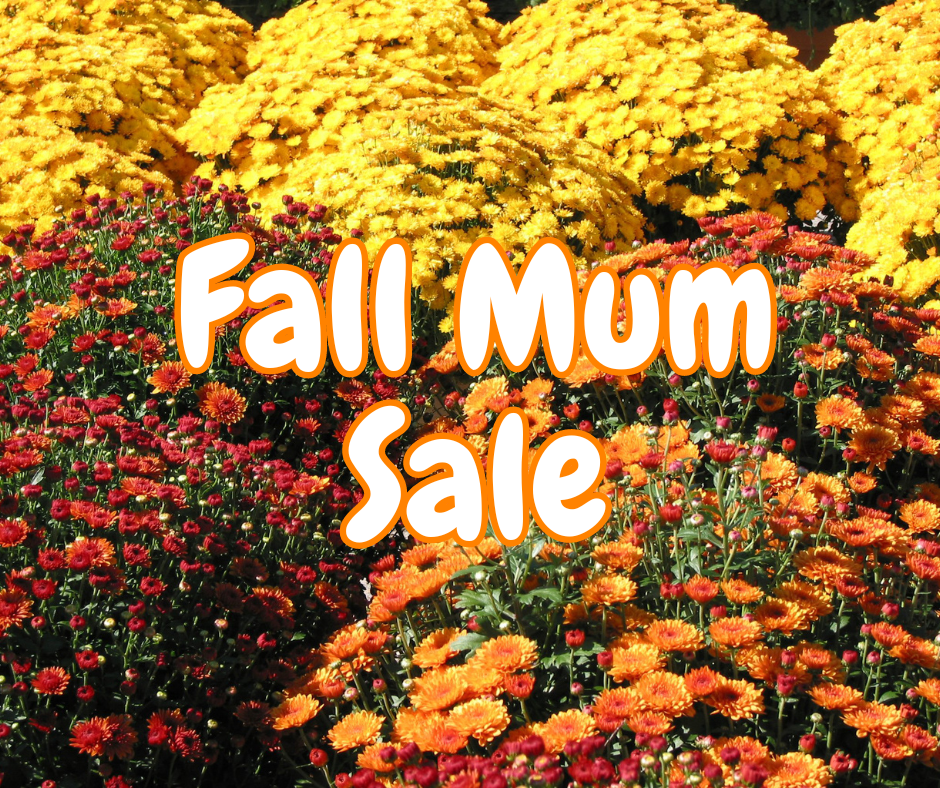 Mum Sale